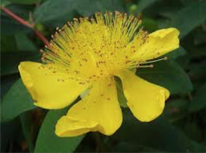 Страничните ефекти на жълтия кантарион